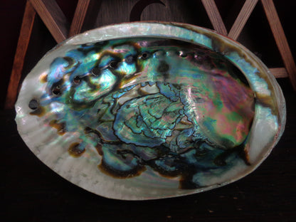 Green Abalone Shells