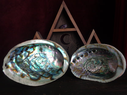 Green Abalone Shells